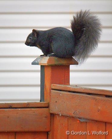 On The Fence_10843.jpg - Black Squirrel (Sciurus carolinensis) photographed at Ottawa, Ontario - the capital of Canada.